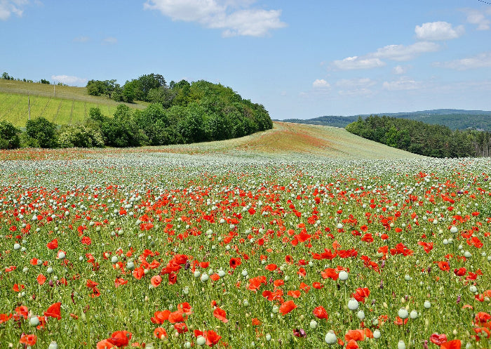 Field, J.